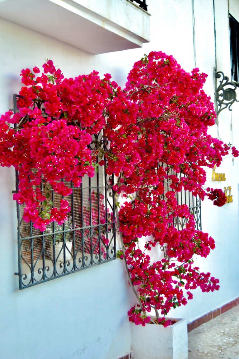 I love Torrevieja Altea
